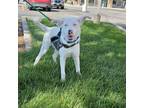 Adopt Remi a White - with Tan, Yellow or Fawn Australian Shepherd / Mixed dog in