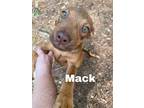 Adopt Mack a Red/Golden/Orange/Chestnut Labrador Retriever / Mixed Breed