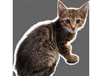 Adopt Data a Tan or Fawn Domestic Shorthair / Mixed cat in Casa Grande