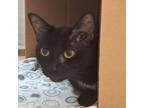 Adopt Bonita a All Black Domestic Shorthair / Mixed cat in Ballston Spa