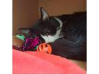 Adopt Atlas a All Black Domestic Shorthair / Mixed cat in Ballston Spa
