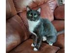 Adopt Quinn a Domestic Shorthair / Mixed (short coat) cat in EFFINGHAM