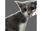 Adopt Hella a White Domestic Shorthair / Mixed cat in Casa Grande, AZ (38796054)