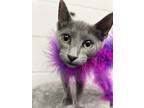 Adopt Fred a Gray or Blue (Mostly) Domestic Shorthair (short coat) cat in