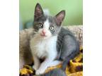 Adopt George Harrison a Gray or Blue (Mostly) Turkish Van (short coat) cat in