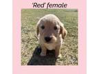 Adopt Red female a Golden Retriever