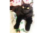 Adopt Sweetie a All Black Domestic Mediumhair (medium coat) cat in Xenia