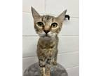 Adopt Betty a Brown Tabby Domestic Shorthair (short coat) cat in Uvalde