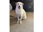 Adopt Bucky a White Great Pyrenees / Husky / Mixed dog in Aubrey, TX (38902764)