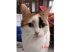 Adopt Leia a Calico or Dilute Calico Domestic Shorthair (short coat) cat in