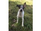 Adopt Remy a Jack Russell Terrier