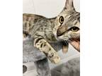 Adopt Prissy a Gray, Blue or Silver Tabby Domestic Shorthair (short coat) cat in