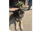 Adopt Daisy a Black - with Tan, Yellow or Fawn German Shepherd Dog / Mixed dog