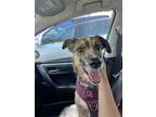 Adopt Holly a Tricolor (Tan/Brown & Black & White) Australian Cattle Dog /