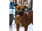 Adopt Elsie a Red/Golden/Orange/Chestnut - with White American Pit Bull Terrier