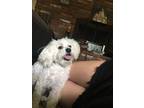 Adopt Dexter a White Maltipoo / Mixed dog in Orange, CA (38902729)