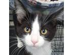 Adopt Captain a Black & White or Tuxedo Domestic Shorthair (short coat) cat in