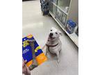 Adopt Sadie a White Mutt / Mixed dog in Summerville, SC (38902271)
