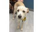 Adopt Nelson a White Border Terrier / Mixed dog in Wake Forest, NC (38814938)