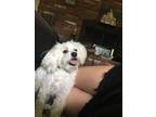 Adopt Dexter a White Maltipoo / Mixed dog in Orange, CA (38902728)