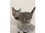 Adopt Sushi a Gray, Blue or Silver Tabby Domestic Shorthair (short coat) cat in