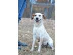 Adopt Yams - Adoptable a Pointer / Affenpinscher / Mixed dog in Chickamauga