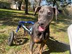 Adopt Rocket a Black - with Gray or Silver Doberman Pinscher / Mixed dog in