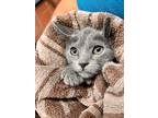 Adopt Lia a Gray or Blue Domestic Shorthair (short coat) cat in Uvalde