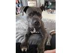 Adopt Marley a Gray/Blue/Silver/Salt & Pepper American Pit Bull Terrier /