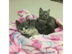 Adopt Spooky and Sloopy a Gray or Blue Domestic Mediumhair / Mixed (short coat)