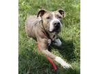 Adopt Loki a Pit Bull Terrier / Mixed dog in Lancaster, OH (38847779)