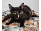 Adopt Khloe a Tortoiseshell Domestic Shorthair (short coat) cat in