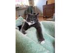 Adopt Teya a Gray or Blue (Mostly) Domestic Shorthair / Mixed cat in Charleston