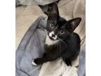 Adopt Momo a Black & White or Tuxedo Domestic Shorthair / Mixed (short coat) cat