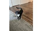 Adopt Gus a Black & White or Tuxedo American Shorthair / Mixed (short coat) cat