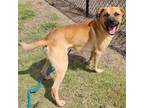 Adopt Cannoli a Tan/Yellow/Fawn - with Black Shepherd (Unknown Type) / Mixed dog