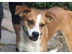 Adopt File' a Red/Golden/Orange/Chestnut - with White Beagle / Hound (Unknown