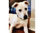 Adopt Jango a White Labrador Retriever / Mixed dog in Atlanta, GA (38902168)