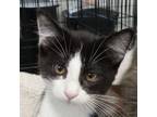Adopt Thor a Black & White or Tuxedo Domestic Shorthair (short coat) cat in