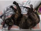 Adopt Kourtney a Tortoiseshell Domestic Shorthair (short coat) cat in