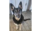 Adopt Bo a Black - with Tan, Yellow or Fawn German Shepherd Dog / Mixed dog in