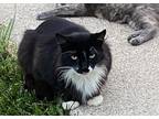 Adopt Tennesse a Black & White or Tuxedo Maine Coon (long coat) cat in