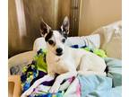 Adopt Sully a White - with Black Jack Russell Terrier / Rat Terrier / Mixed dog