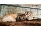 Adopt CatWoman a Calico or Dilute Calico Calico (short coat) cat in Ashland