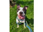 Adopt Poppy a White - with Black American Staffordshire Terrier / Mixed dog in