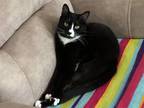 Adopt Arabella - "Bella" a Black & White or Tuxedo Domestic Mediumhair / Mixed