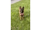 Adopt Marshall a Tan/Yellow/Fawn - with Black Belgian Malinois / Mixed dog in