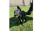 Adopt Jack a Black - with White Labrador Retriever / Border Collie / Mixed dog