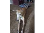 Adopt Elias a Brindle Greyhound / Mixed dog in Houston, TX (38902078)