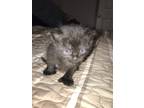 Adopt Kitten 1 a All Black Himalayan / Mixed (short coat) cat in Travelers Rest